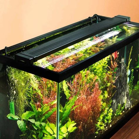 How to Balance Aquarium Lights to Grow Healthy Plants (& Avoid Algae) – Aquarium Co-Op High And Low Lights, Cool Fish Tanks, Aquarium Light, Led Aquarium, Led Aquarium Lighting, Live Aquarium Plants, Aquarium Supplies, Live Aquarium, Plant Supplies