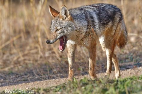 Wolf Characteristics, Golden Jackal, Ethiopian Wolf, Golden Wolf, Indian Wolf, Sand Cat, Wild Dog, Grey Wolf, Wild Dogs