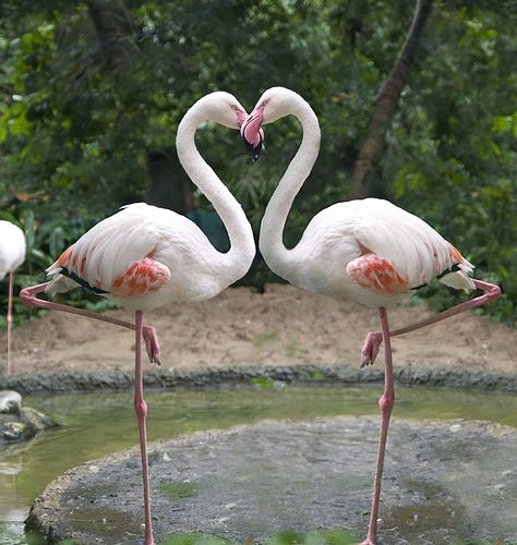 flamingo heart | Flickr - Photo Sharing! Flamingo Heart, Flamingo Pictures, Flamingo Photo, November Wallpaper, White Flamingo, Heart In Nature, Mutual Love, Flamingo Wallpaper, Flamingo Love