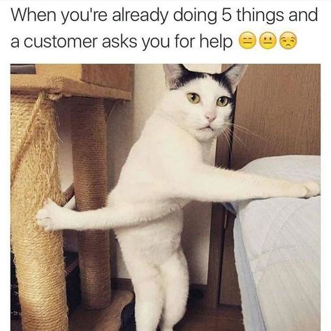 Barista Humor, Waitress Humor, Server Memes, Retail Humor, City School, Waltham Watch, Workplace Humor, Funny Cat Compilation, Funny Cats And Dogs