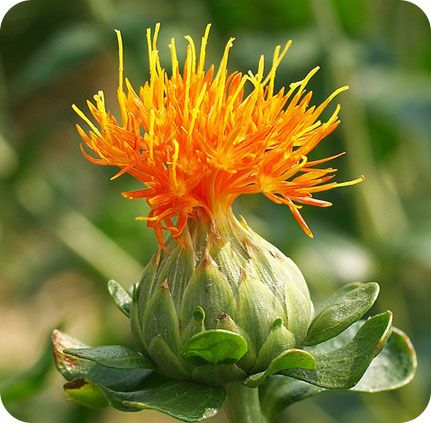 Safflower Plant, safflower oil comes from this beautiful plant! Safflower Plant, August Flowers, Red Dye, Flower Identification, Bonsai Seeds, Types Of Vegetables, Florist Supplies, Safflower Oil, Herb Seeds