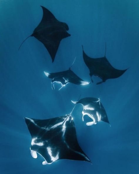 Manta Rays, Raja Ampat, In The Ocean, The Ocean, Swimming, Train, Black And White, On Instagram, Black