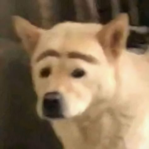 Dog With Eyebrows, Animal Puns, Silly Dogs, Silly Animals, Funny Profile Pictures, Meme Faces, Funny Animal Pictures, Dog Memes, 귀여운 동물