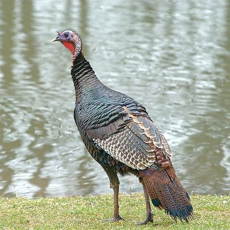 100+ Free Wild Turkeys & Turkey Photos - Pixabay Wild Turkey Breast Recipes, Tattoo Wallpapers, Turkey Breeds, Aesthetic Bird, Wild Turkey Recipes, Turkey Photography, Turkey Images, Turkey Bird, Turkey Photos