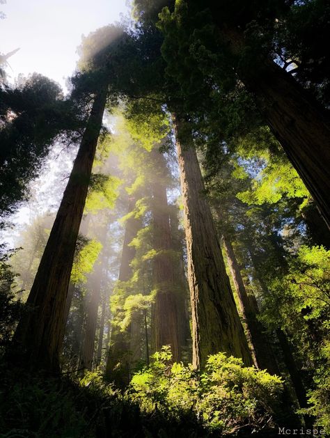 Yosemite National Park, California, USA Esther Core, Fantastical Architecture, California Forest, Green Soul, Mystic Forest, Dream Things, Inspiration Images, National Park California, Yosemite National