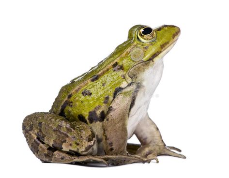 Side view of a Edible Frog looking up. Rana esculenta in front of a white backgr , #AFFILIATE, #Edible, #Frog, #Side, #view, #Rana #ad Common Frog, Frog Sketch, Frog Sitting, Frog Illustration, Frog Drawing, Animal Print Wallpaper, Frog Design, Green Frog, Tree Frogs