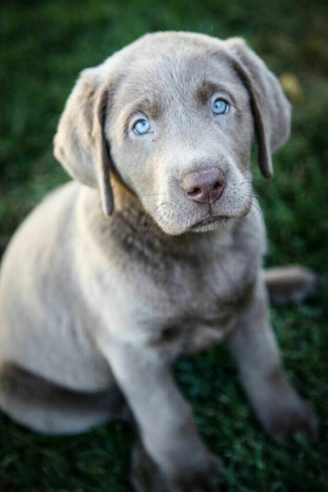 Silver Labrador                                                                                                                                                                                 More Silver Labrador, Labrador Puppies, Labrador Retriever Puppies, Labrador Retrievers, Lab Puppies, Labrador Puppy, Retriever Dog, A Puppy, Dog Stuff