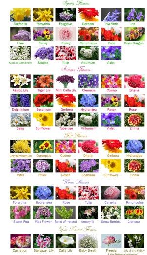 America Flower Seasons but stunning chart for list of flowers. Flowers By Season, Mini Calla Lilies, Flower Chart, Different Types Of Flowers, Asiatic Lilies, Flower Guide, Flower Names, Seasonal Flowers, Types Of Flowers