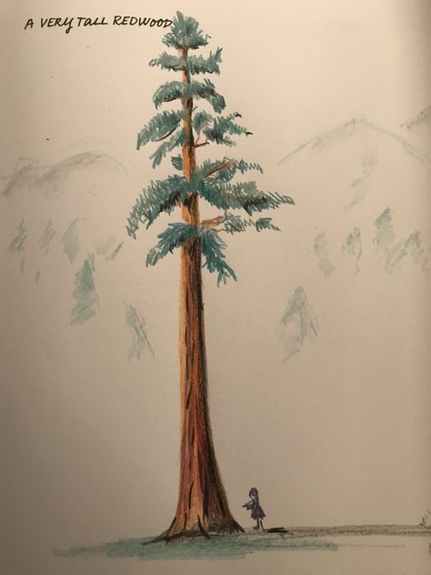 A very tall redwood tree For my book Draw every day , Draw every way Redwood Tree Watercolor, Redwood Tree Drawing Simple, Tall Trees Drawing, Redwood Tree Art, Redwood Tree Illustration, Tall Tree Drawing, Redwood Tree Drawing, Drawings Pencil Easy, Tree Tattoo Simple