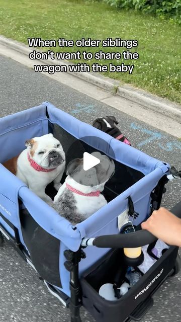 Phoebe, Coco, Lexi on Instagram: "When u have 3 bulldogs, u get creative with walking them. Only bulldogs parents get this 🤦🏻‍♀️
.
There’s a Amazon link in our bio for this exact model from wonderfold 
.

#bulldog #wagonwheel #spoileddogs #dogparents #bulldogparents #bulldogofinstagram" Mini English Bulldogs, English Bulldog Funny, Baby Bulldogs, Baggy Bulldogs, Cute Bulldog Puppies, Doggie Treats, French Bulldog Funny, Spoiled Dogs, Bulldog Funny