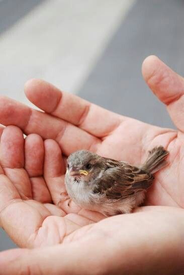 Little sparrow Baby Sparrow, Fat Bird, Sparrow Bird, Baby Bird, All Things Cute, Little Birds, Bird Garden, Little Bird, 귀여운 동물