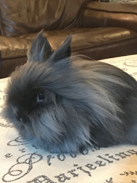 Long Haired Rabbit, Rabbit Lionhead, Tattoo Rabbit, Cake Animals, Lionhead Bunny, Bunny Friends, Lionhead Rabbit, Rabbit Tattoo, Rabbit House