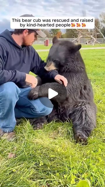 Bear Videos, Rescuing Animals, Bird & Wildlife Houses, Animal Hugs, Biscayne National Park, Animal Rescue Stories, Wild Animals Painting, Fun Animals, Amazing Animal Pictures