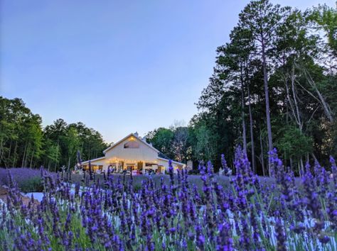 Get Lost In 4,000 Beautiful Lavender Plants At Lavender Oaks Farm In North Carolina North Carolina Attractions, Lavender Plants, Fabric Outlet, Alpaca Farm, Lavender Farm, Lavender Plant, Chapel Hill, Dream Come True, Fabric Store