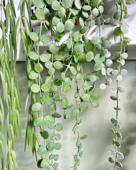 Trailing Plants Indoor, Living Wreaths, Succulent Garden Outdoor, Garden Hacks Diy, String Garden, String Of Pearls Plant, Living Wreath, Indoor Plant Wall, Casket Sprays