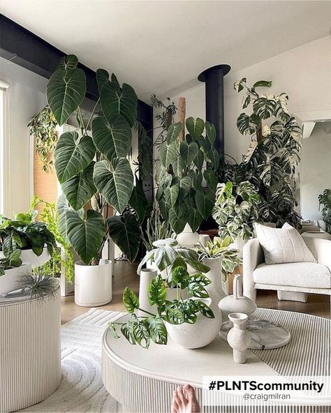 Indoor plants with big leaves improve your interior! Indoor Plants Styling Living Rooms, Fall Dining Room Table Decor, Big Indoor Plants, Fall Dining Room Table, Tall Indoor Plants, Indoor Plants Styling, Plant Room, Indoor Gardens, Big Plants