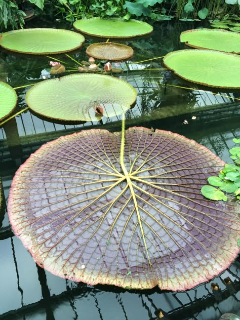 Giant Lily Pads, Giant Water Lily, Youtube Theme, Bionic Design, Lotus Garden, Water Lilly, Generative Design, Water Bubbles, Unusual Plants