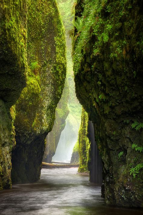 Oneonta gorge, Oregon  Looks like the most amazing place ever!! Can't choose between this or the stairway to Heaven in Hawaii as my Next vacation Gorge Oregon, Have Inspiration, Columbia River Gorge, Pretty Places, Places Around The World, Amazing Nature, Vacation Spots, Beautiful World, Travel Usa