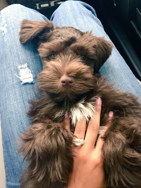 Mini Schnauzer Brown, Schnauzer Brown, Brown Schnauzer, Cuddle Love, Mini Schnauzer Puppies, Schnauzer Puppies, Cutee Animals, Miniature Schnauzer Puppies, Schnauzer Puppy