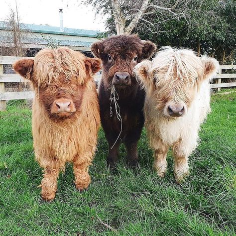 Cattle Calf on Instagram: “Hand over the 💗 treats and you can walk away 😂😂 unharmed. Follow @cattlecalf Follow @cattlecalf Follow @cattlecalf Via…” Cow Pics, Mini Highland Cow, Miniature Cows, Fluffy Cow, Pet Cows, Cow Wallpaper, Mini Cows, Baby Highland Cow