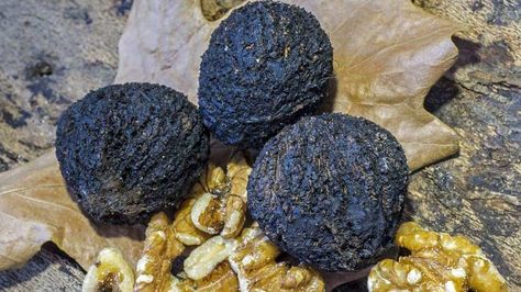 The Amazing Health Benefits of Black Walnut  http://www.corespirit.com/amazing-health-benefits-black-walnut/ Black Walnut Benefits, Walnut Oil Benefits, Skincare Selfcare, Improve Heart Health, Walnut Oil, Alkaline Foods, Nutritious Snacks, Oil Benefits, Beauty Skincare