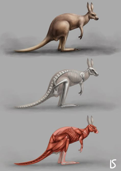 Kangaroo Anatomy Drawing, Muscle Drawing Anatomy, Kangaroo Anatomy, Kangaroo Skeleton, Muscle Drawing, Kangaroo Art, Animal Skeleton, Drawing Anatomy, Cats Art Drawing