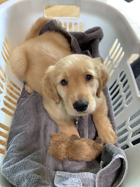 Hi Reddit Meet Maeve!! Aesthetic Golden Retriever Puppy, Dogs Aesthetic Golden Retriever, Golden Retriever And Cat Aesthetic, Golden Retriever Farm Dog, Adorable Golden Retriever, Really Cute Puppies, Really Cute Dogs, Golden Retriever Puppy, Retriever Puppy