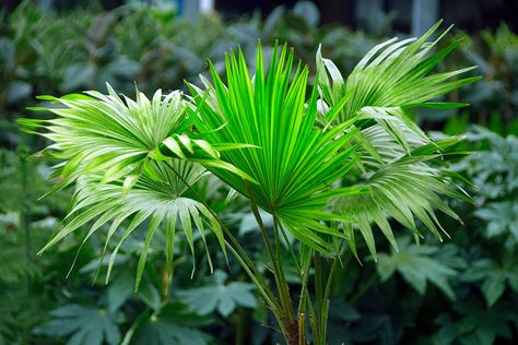 Livistona chinensis Ponytail Palm Tree, Plants For Living Room, Livistona Chinensis, Chinese Fan Palm, Best Houseplants, Ti Plant, Plants At Home, Potted Palms, Paradise Plant