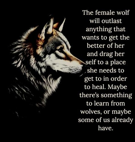 Questioning Quotes, Zoo Date, Spirit Animal Wolf, Wolf Magic, Wolf Goddess, Lone Wolf Quotes, Fresh Quotes, Wolf Warriors, Wolves And Women