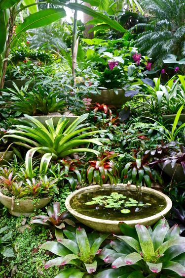 Bromeliads Landscaping, Tropical Garden Plants, Tropical Backyard Landscaping, Small Tropical Gardens, Bali Garden, Balinese Garden, Tropical Landscape Design, Tropical Garden Design, Jungle Gardens