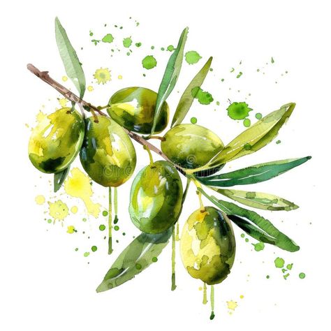 A dynamic watercolor painting of an olive branch, with vibrant green olives stock photography Olive Branch Watercolor Paintings, Olives Drawing, Olive Branch Painting, Olive Tree Painting, Branch Watercolor, Olive Photography, Green Olives, Olive Branch, Vibrant Green