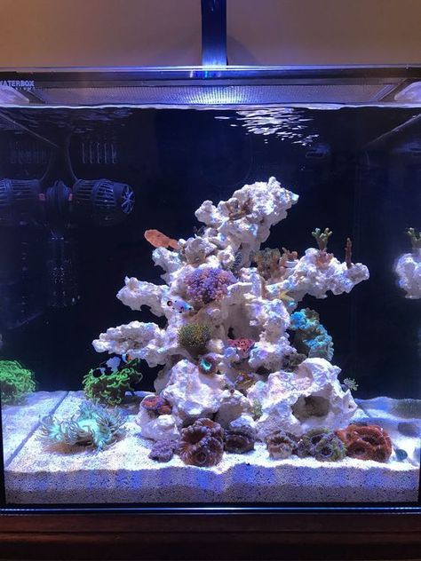 Waterbox Nano Owner's Thread - Page 2 - All-In-One Tanks - Nano-Reef Community Macro Algae Tank, Aquariums Ideas, Saltwater Tank Setup, Reef Tank Aquascaping, Saltwater Aquarium Setup, Nano Reef Tank, Aqua Scaping, Sea Aquarium, Diy Fish Tank