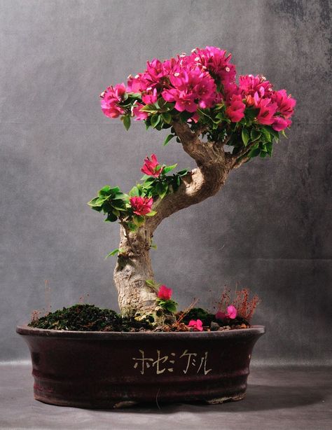 Bonsai World Society | Bouganvillea Rose Bonsai, Bonsai Mini, Ancient Art, Art