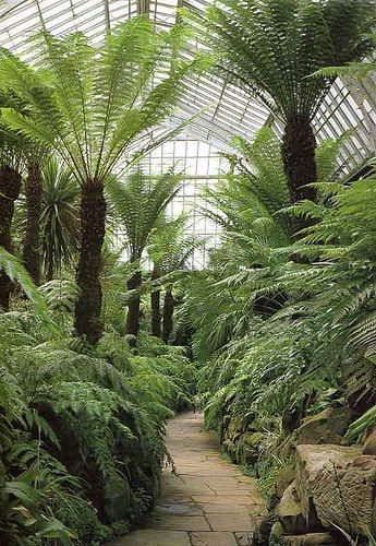 Tatton Park fernery, 1859. Victorian Fernery, Fernery Ideas, Tatton Park, Fern Garden, Shed Studio, Australian Trees, Jungle Style, Victorian Gardens, Ferns Garden