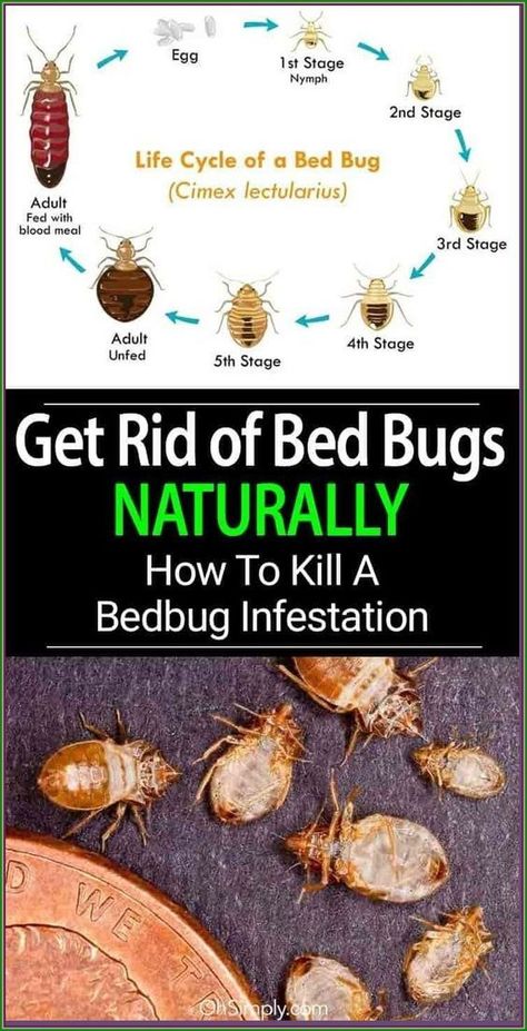 Natural Ways to Eliminate Bed Bugs: Effective Methods for Eradicating Bed Bug Infestations. Discover how to naturally get rid of bed bugs and put an end to those pesky critters for good. Bed Bug Remedies, Get Rid Of Bed Bugs, Kill Bed Bugs, Rid Of Bed Bugs, Bug Control, Bed Bug, Bed Bugs, Health And Fitness Tips, The Signs