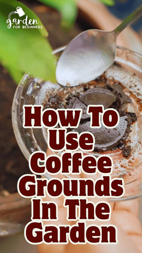 Learn how to use coffee grounds in the garden. Yes, coffee! You have a fantastic source of organic matter right at your fingers if you prepare a daily pot of coffee.  You may be wondering about composting with coffee grounds if you brew your cup of coffee every day or if your local coffee shop has started to throw out bags of spent coffee. Coffee grounds may brighten your garden in a variety of ways What To Do With Coffee Grounds, Used Coffee Grounds Uses, Coffee In Garden, Coffee Grounds Uses, Ways To Use Coffee Grounds, What Plants Like Coffee Grounds, Uses For Coffee Grounds In The Garden, Used Coffee Grounds Uses Garden, How To Use Coffee Grounds In Plants