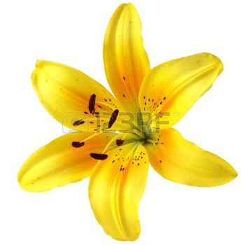 Yellow Lily Flower, Tiger Lily Tattoos, Yellow Tattoo, Lily Images, Tattoo Elements, Yellow Lilies, Blue Flowers Background, Flower Icon, Lily Art