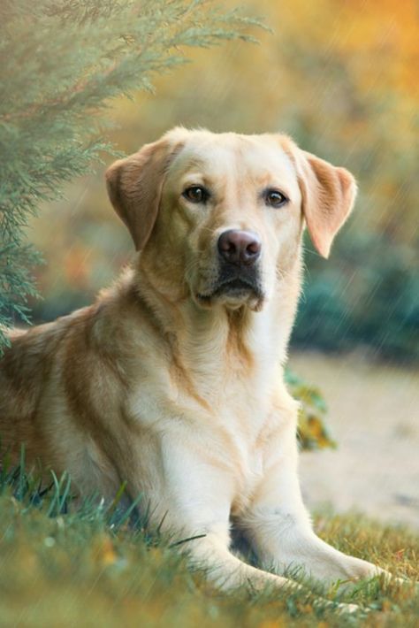 HELLO FRIENDS IF YOU WANT TO TRAIN YOUR DOG YOU JUST CLICK THE LINK IN BIO HERE YOU CAN TRAIN YOUR DO, DOG POTTY TRAINING, DOG TRAINING AND MANY MORE THINGS. #CuteDogs #Dogs #GoldenRetriver #DogsTraining #DogFood Labrador Photography, Miniature Labrador, Cute Labrador Puppies, House Animals, Labrador Dogs, Labrador Noir, Golden Labs, Yellow Labrador Retriever, Labrador Retriever Puppies