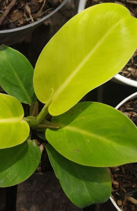 Moonlight Philodendron, Moonlight Philodendron Care, Lemon Lime Philodendron, Philodendron Micans, Philodendron Moonlight, Philodendron Mccolley Finale, Philodendron Micans Velvet, Plant Structure, Philodendron Plant