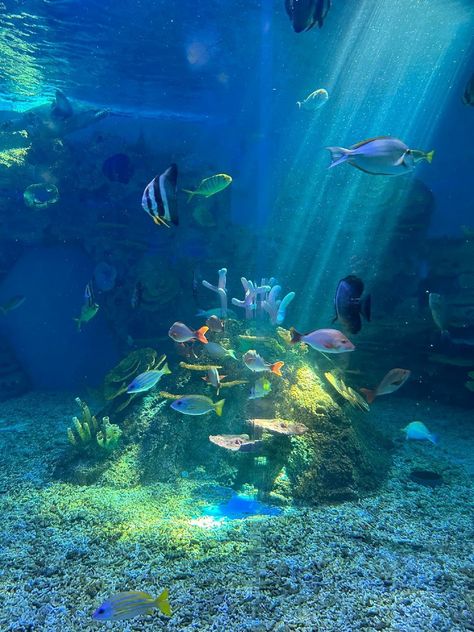 Aquarium Coral Reefs, Fishes Aesthetic, Art Coursework, Aquarium Pictures, 3 Aesthetic, Ocean Room, Aesthetic Ocean, Water Aesthetic, 사진 촬영 포즈