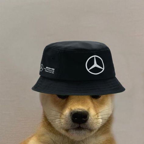 Formula 1 Profile Picture, F1 Profile Pic, F1 Icons, F1 Stickers, Mercedes F1, Goofy Dog, F1 Memes, Formula Uno, Dog Icon