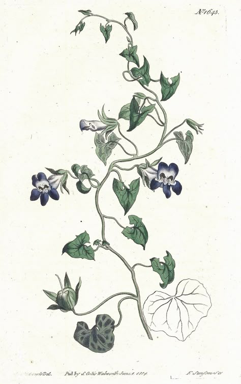 Rare 1814 Curtis Botanical, Snap-Dragon-Flowered Maurandia |  y2k tattoo ideas couple Snapdragon Drawing Simple, Snap Dragon Vine, Dragon Snap Flower, Dragon Vine Tattoo, Snap Dragon Tattoo, Tattoo Ideas Couple, Y2k Tattoo Ideas, Flower Vine Tattoos, Flower Tattoo On Ribs