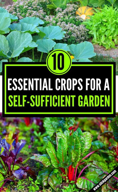 10 Essential Crops For A Self-Sufficient Garden | Slick Garden. Garlic is an excellent food for a self-sufficient garden. It is very easy to grow and you can easily grow garlic anywhere in your garden. It can be stored for many months if it is protected from extreme cold. Self Sufficient Backyard, Self Sufficient Garden, Self Sustaining Garden, Self Sufficient Living, Self Sufficient Homestead, Aquaponic Gardening, Starting A Vegetable Garden, Thriving Garden, Survival Gardening