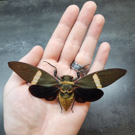 Large Malaysian Forest Cicada Spread Papered Beautiful Real Insect Winged Bug Taxidermy Craft-Ready Specimen Art Bug Wings, Insect Display, Insect Craft, Bug Taxidermy, Insect Crafts, Insect Wings, Taxidermy Art, Taxidermy, Nature Art