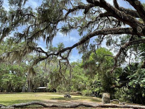 Ormond Scenic Loop and Trail Beach Hammock, Florida State Parks, Live Oak Trees, Ocean Shores, Ormond Beach, Scenic Byway, Beach Fishing, Pier Fishing, Old Florida