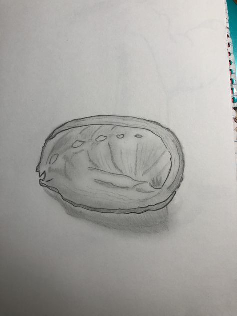 Had fun sketching an abalone shell I had in my room Abalone Tattoo, Shell Drawing, Shell Tattoos, In My Room, Cool Sketches, Tattoo Inspo, My Room, Abalone Shell, I Tattoo