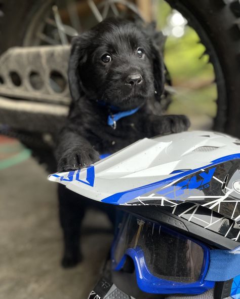 Max - Labradoodle puppy Mini Labradoodle, Red Labrador, Dog Leg, Labradoodle Puppy, Labradoodle, Dogs And Puppies, Labrador Retriever, Labrador, Adoption