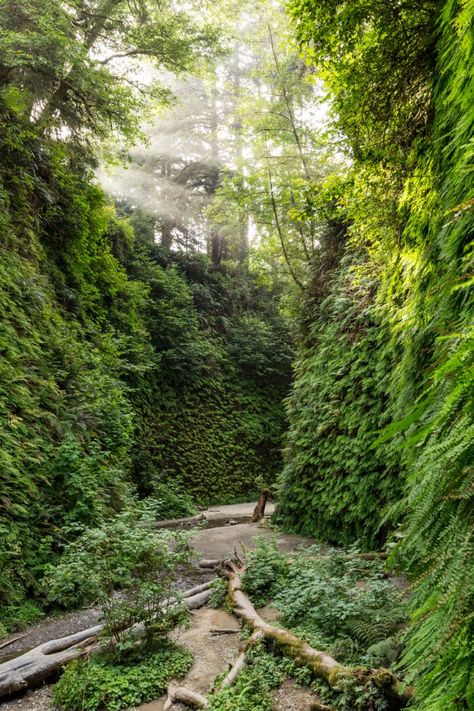 With vertical walls rising slightly higher than the canyon floor is wide, Fern Canyon is one of the West Coast's most exquisite natural hallways, where a blanket of brilliant ferns and moss provide the art. Carved over millennia by Home Creek eroding through the coastal bluffs, Fern Canyon provides Fern Canyon, Moss Art, Art Carved, Dart Board, A Blanket, Dart, West Coast, Fern, Things To Do