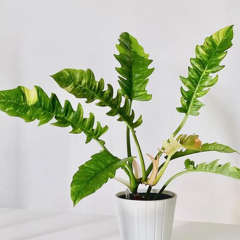 Philodendron Ring of Fire Care and Growing Guide | Plantcarefully Philodendron Ring Of Fire Variegata, Ring Of Fire Philodendron, Philodendron Ring Of Fire, Air Layering, Philodendron Plant, Ring Of Fire, Rental House, Liquid Fertilizer, Yellow Leaves