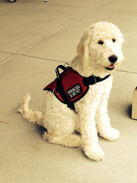 Here is Lowie, my 6 month old Goldendoodle. Training for PTSD service dog. Labradoodle Service Dog, Goldendoodle Service Dog, Disabled Drawing, Emotional Support Dog Vest, Goldendoodle Training, Dog Whisper, Psychiatric Service Dog, Service Dogs Gear, Service Dog Vests